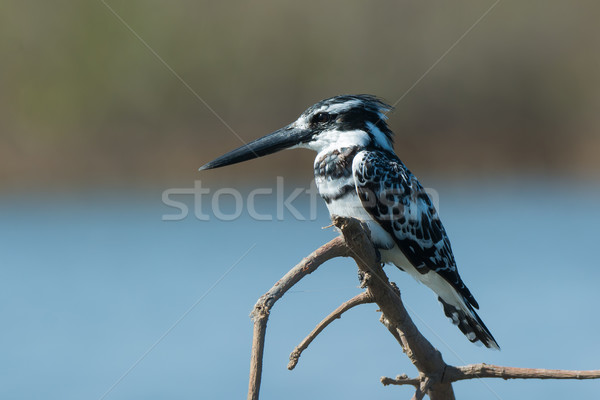 Eisvogel Zweig männlich Wasser Afrika schwarz Stock foto © davemontreuil