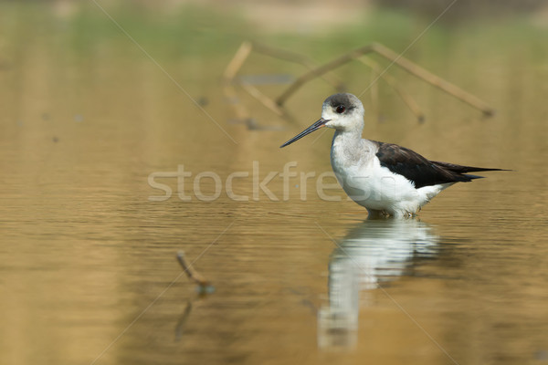Black-winged Stilt standing in a pond Stock photo © davemontreuil