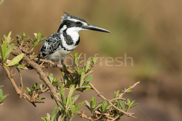 Pied Kingfisher (Ceryle rudis) on a lovely overhanging mangrove  Stock photo © davemontreuil