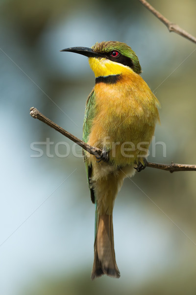 A Little-Bee Eater (Merops pusillus) perched on a stick Stock photo © davemontreuil