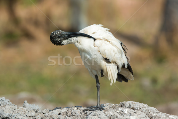 A Sacred Ibis (Threskiornis aethiopicus) preening horizontally Stock photo © davemontreuil