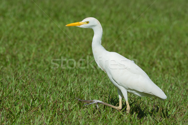Cattle Egret stepping in grass Stock photo © davemontreuil