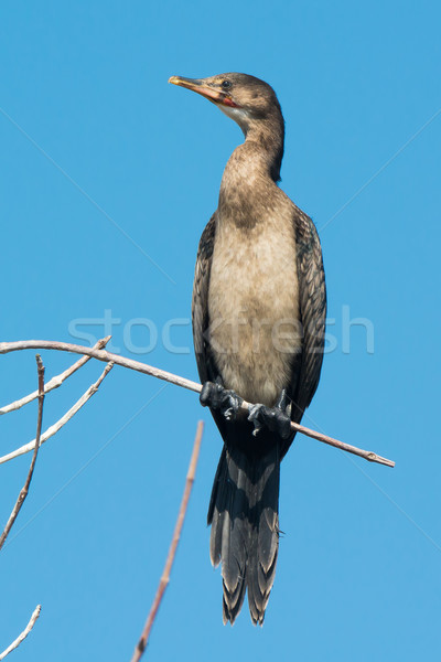 Young Long-Tailed Cormorant (Phalacrocorax africanus) Stock photo © davemontreuil