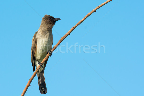 Pycnonotus barbatus - Common Bulbul on a branch Stock photo © davemontreuil