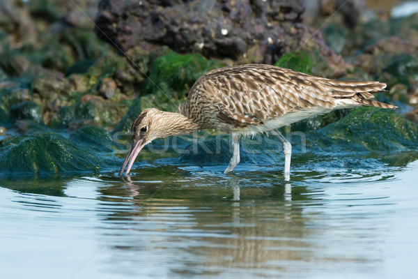 Whimbrel hunting for crabs Stock photo © davemontreuil