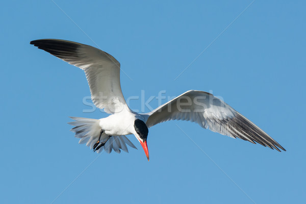 Caspian Tern hovering in a blue sky Stock photo © davemontreuil