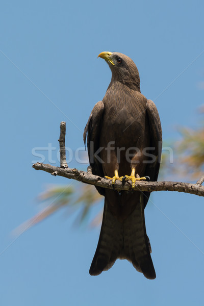 Black Kite (Milvus migrans) looking up Stock photo © davemontreuil