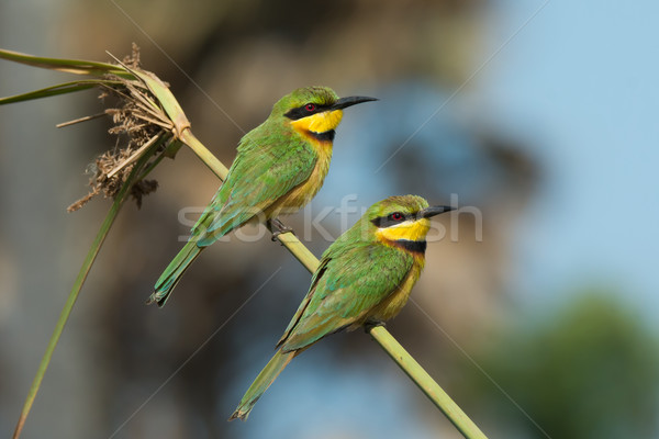 2 Little-Bee Eaters (Merops pusillus) perching on a stalk of gra Stock photo © davemontreuil