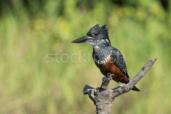 Géant kingfisher Homme oiseau Afrique profile Photo stock © davemontreuil
