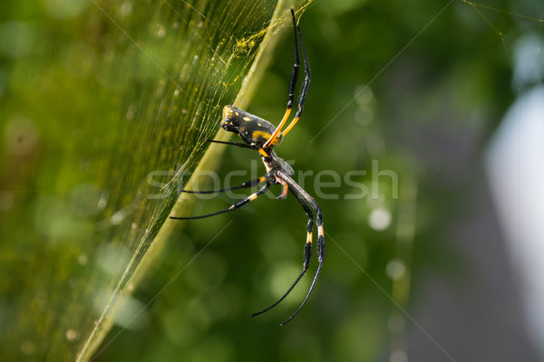 Gouden zijde bol spinnenweb vrouwelijke spin Stockfoto © davemontreuil