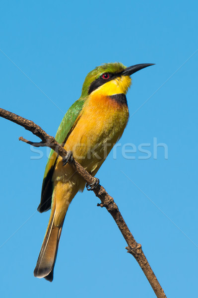 Little Bee-Eater (Merops pusillus) Stock photo © davemontreuil