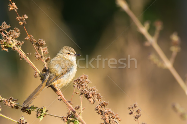 Tawny-Flanked Prinia Stock photo © davemontreuil