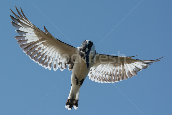 Zweven ijsvogel hoofd kijken vis afrika Stockfoto © davemontreuil