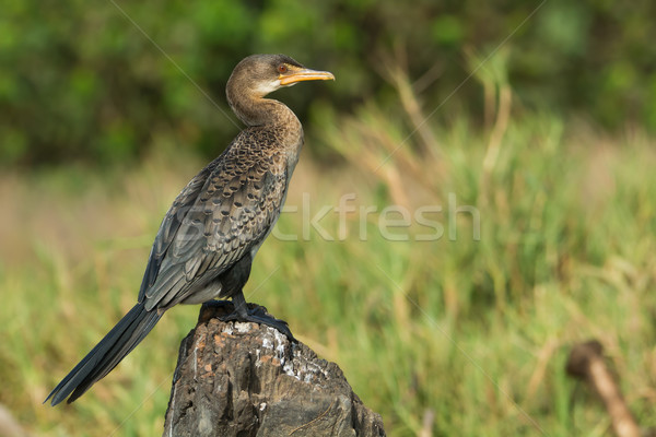Stock photo: Long-Tailed Cormorant in profile on a perch