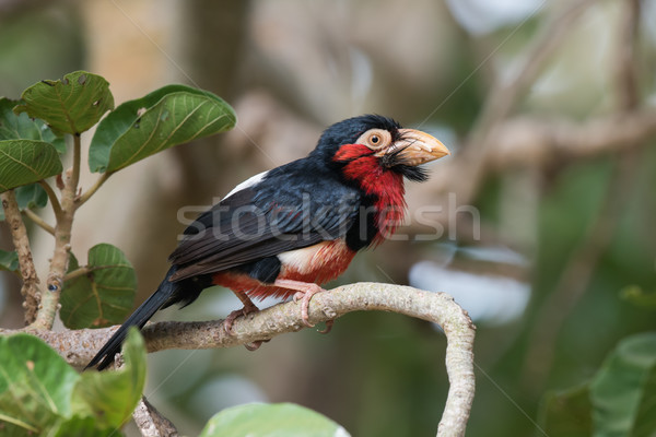 Bearded Barbet (Lybius dubius) perched in a tree Stock photo © davemontreuil