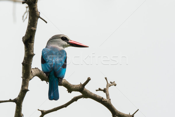 Kingfisher branche oiseau Afrique Photo stock © davemontreuil
