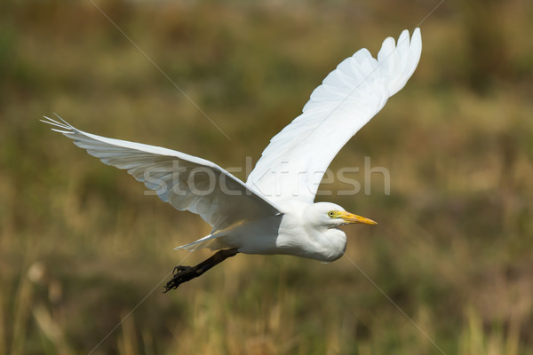 Intermediate Egret in flight Stock photo © davemontreuil