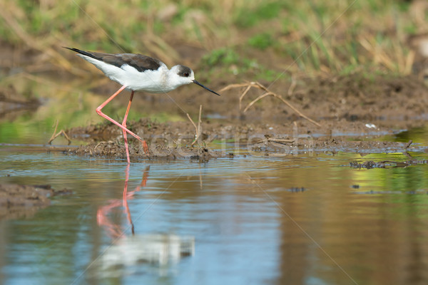 Black-winged Stilt wading on the shore Stock photo © davemontreuil