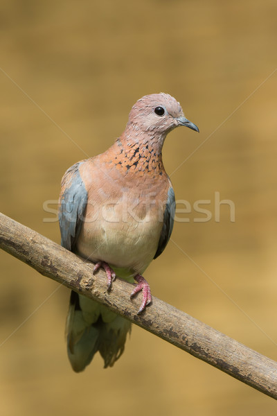 Laughing Dove (Stretopelia senegalensis) with facial molting Stock photo © davemontreuil