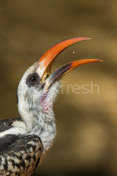 A Western Red-Billed Hornbill (Tockus erythrorhynchus) catching  Stock photo © davemontreuil