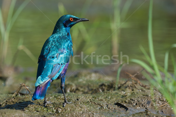 A Greater Blue-eared Glossy Starling (Lamprotornis chalybaeus) s Stock photo © davemontreuil