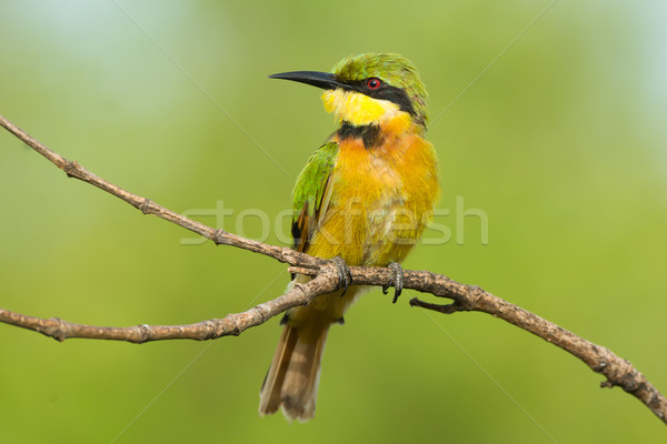 Little Bee-Eater Perching Stock photo © davemontreuil