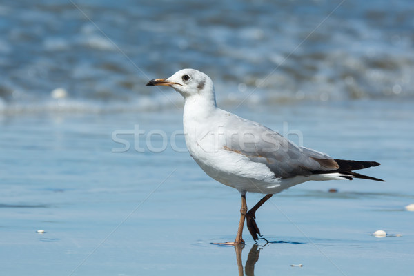 ストックフォト: 小さな · 見える · 沈痛 · ビーチ · 水 · 鳥