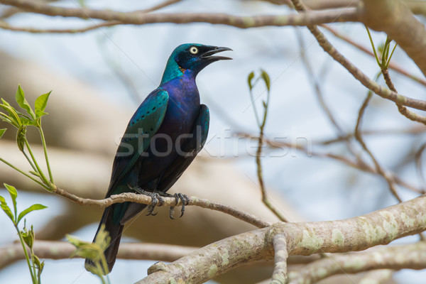 Splendid Starling Stock photo © davemontreuil