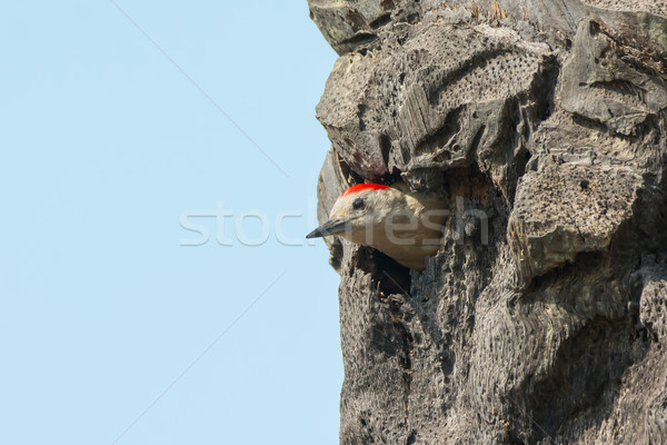 Grey Woodpecker (Mesopicos goertae) Stock photo © davemontreuil
