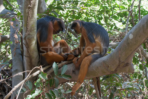 Stock photo: Western Red Colobus Monkey couple sharing a quiet moment