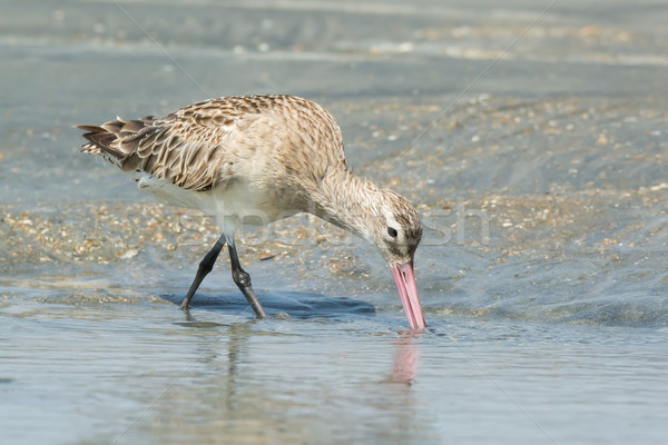 Bar-tailed Godwit probing the sand with its beak Stock photo © davemontreuil