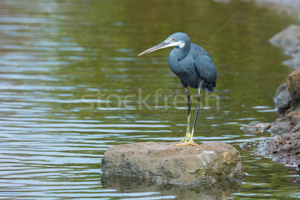 A Western Reef Heron standing on a rock surrounded by water Stock photo © davemontreuil