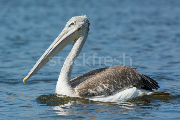 A detailed photo of a Pink-backed Pelican swimming Stock photo © davemontreuil