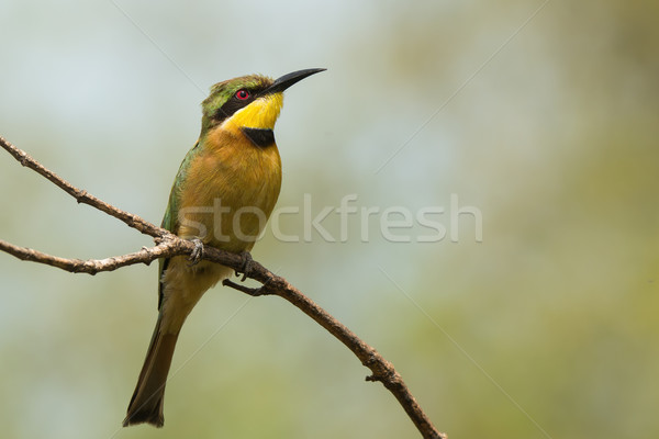 A Little-Bee Eater (Merops pusillus) searching the skies Stock photo © davemontreuil