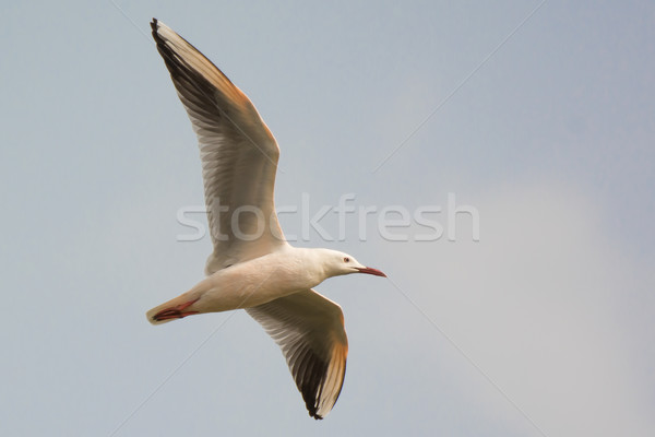 Slender-billed gull in flight Stock photo © davemontreuil
