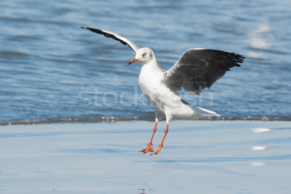 Grey-Headed Gull landing Stock photo © davemontreuil