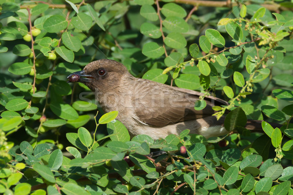 Stock photo: Common Bulbul eating a berry