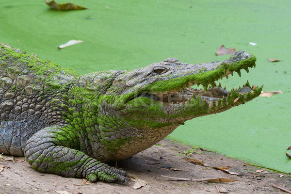 Nyugat afrikai krokodil mutat mosoly fogakkal zöld Stock fotó © davemontreuil
