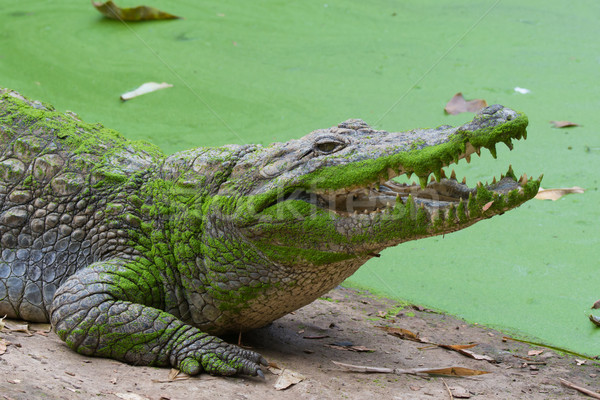 Ovest african coccodrillo verde Foto d'archivio © davemontreuil