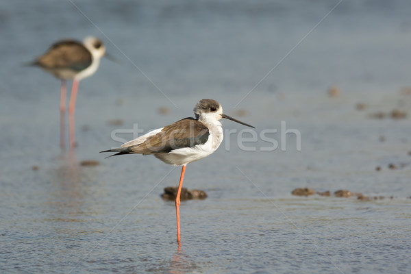 Black-winged Stilt (Himantopus himantopus) Stock photo © davemontreuil