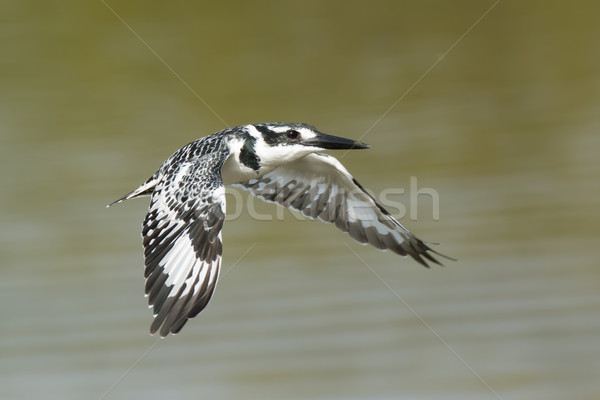 Female Pied Kingfisher (Ceryle rudis) in flight Stock photo © davemontreuil