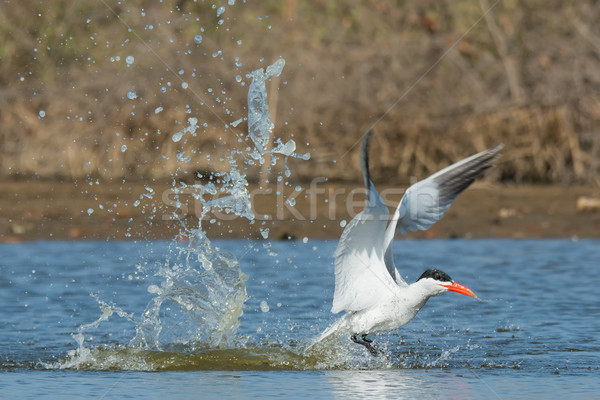 Stock photo: Caspian Tern with nice splash taking to the air after a dive