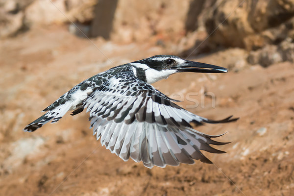 Pied Kingfisher in flight holding a fish in its beak Stock photo © davemontreuil
