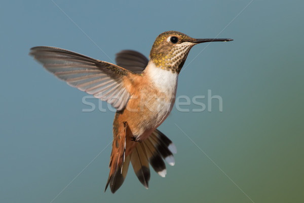 A female Rufous Hummingbird (Selasphorus rufus) hovering in flig Stock photo © davemontreuil