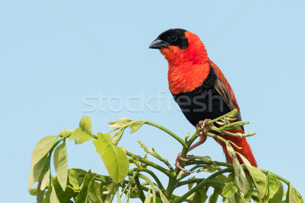 A male Northern Red Bishop (Euplectes franciscanus) in full bree Stock photo © davemontreuil