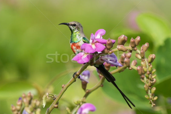 A young male Beautiful Sunbird (Nectarinia pulchella) perched wi Stock photo © davemontreuil