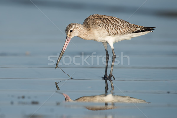 Bar-tailed Godwit (Limosa lapponica) pulling a worm out of wet s Stock photo © davemontreuil