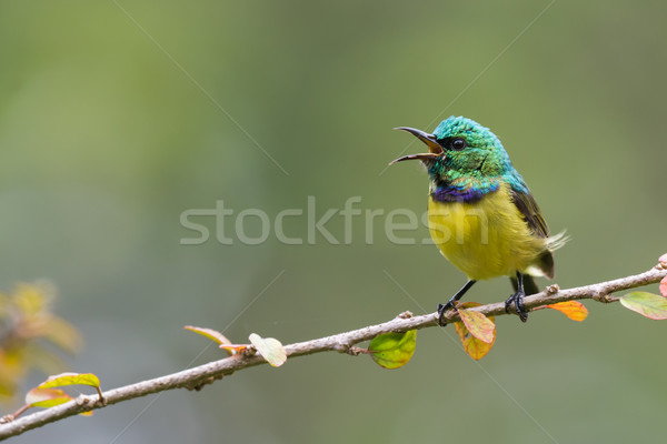 Collared sunbird (Hedydipna collaris) in full song Stock photo © davemontreuil
