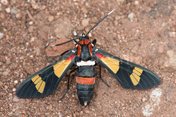 Hornet Moth (Euchromia sp.) from Malawi top view Stock photo © davemontreuil