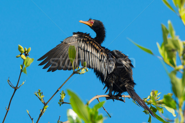 Long-Tailed Cormorant drying Stock photo © davemontreuil